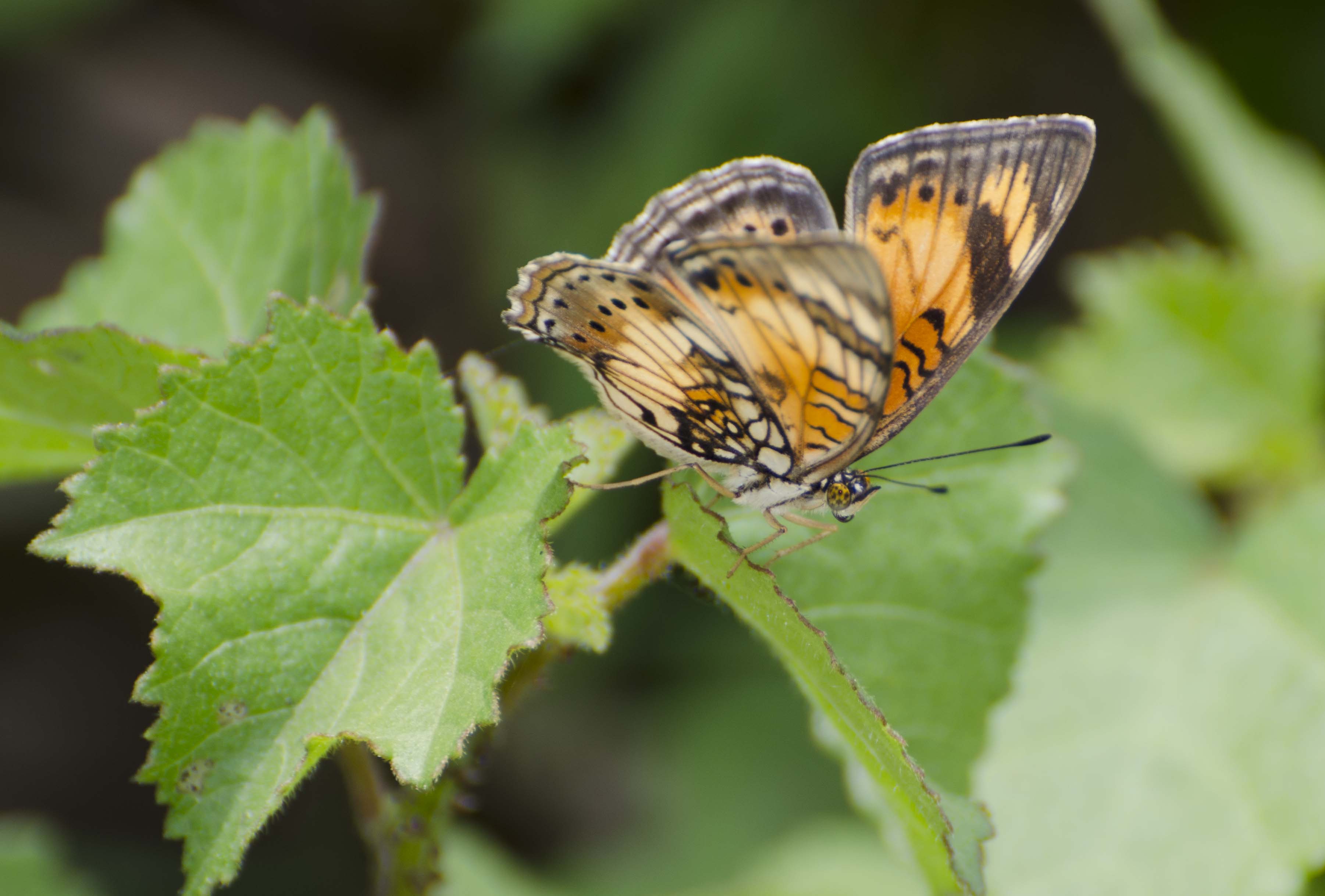 Kenya youths raise butterflies to conserve forests, earning livelihood 