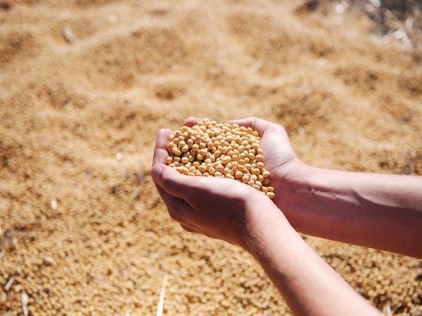 MP: Indore's IISR develops new soybean variety free of unwanted odour