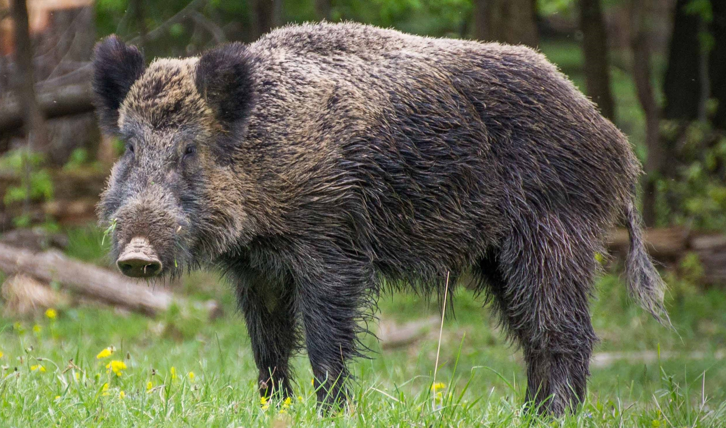 Farmers fined for catching wild boars in UP village