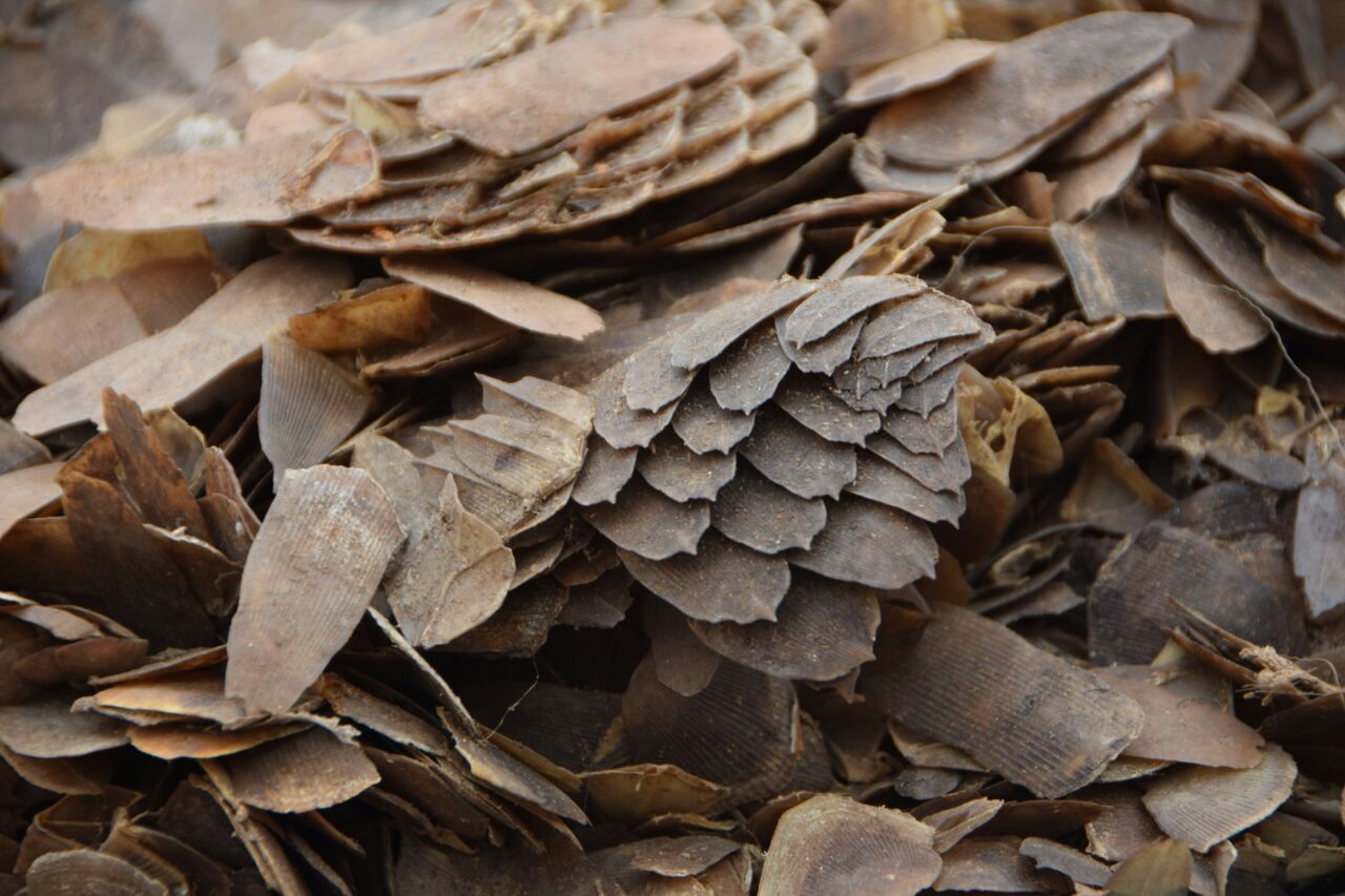 Pangolin scales seized; three held