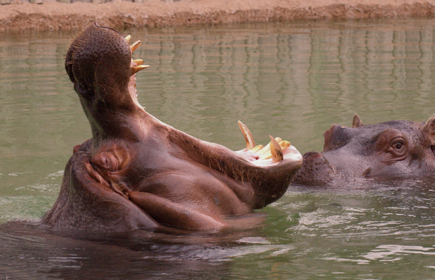 Gujarat: Hippopotamus attacks Vadodara zoo curator, security supervisor; leaves them grievously injured