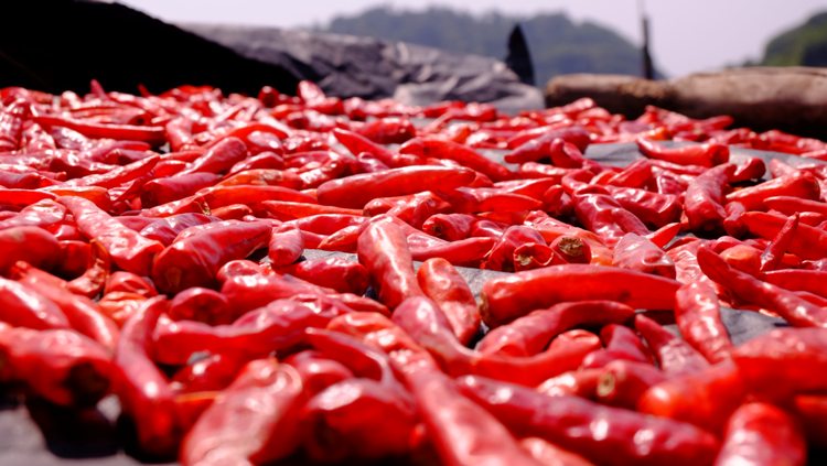 Chilli peppers' heat can help slow the spread of lung cancer, shows study 