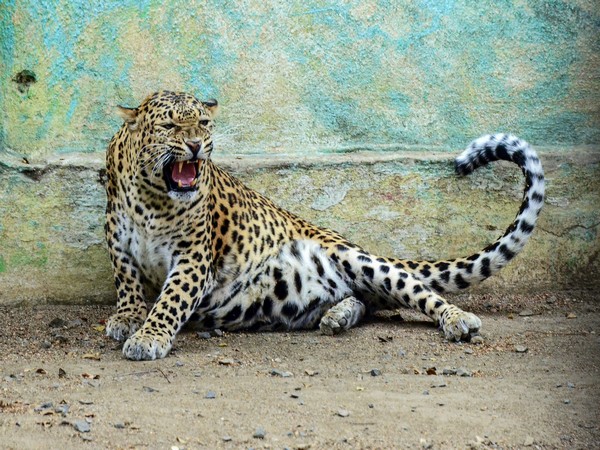 Leopard enters house in Delhi's Wazirabad, injures three; rescue operation underway