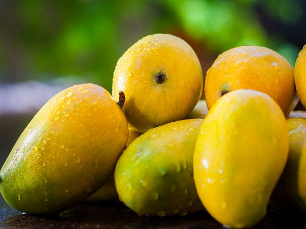 Mango yield likely to be 75 pc less this season as mercury soars high in Malda