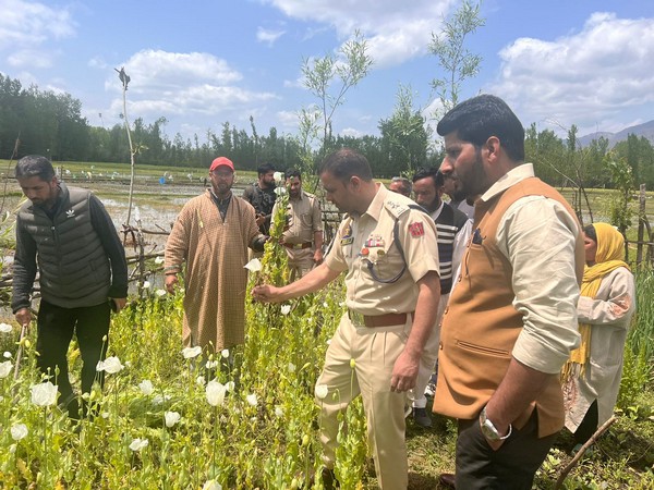 J-K Police launches special drive against illegal poppy cultivation 
