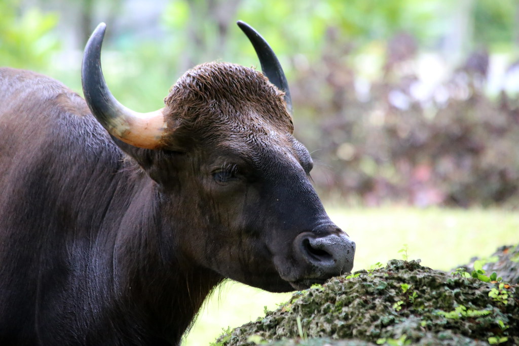 Indian bison spotted on outskirts of Pune