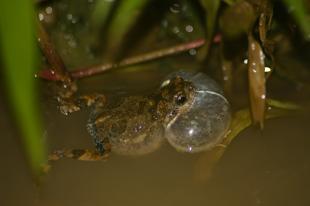 In the animal kingdom, mating calls and pheromones can attract a mate – or a canny predator