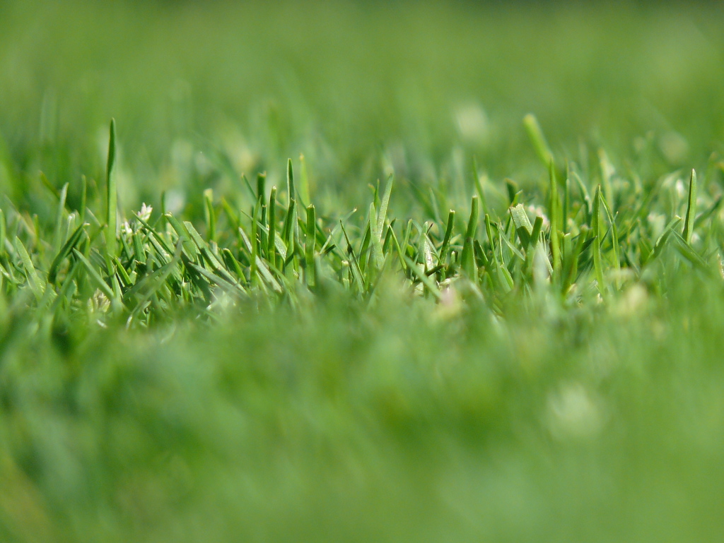 How to make your lawn wildlife friendly all year round – tips from an ecologist