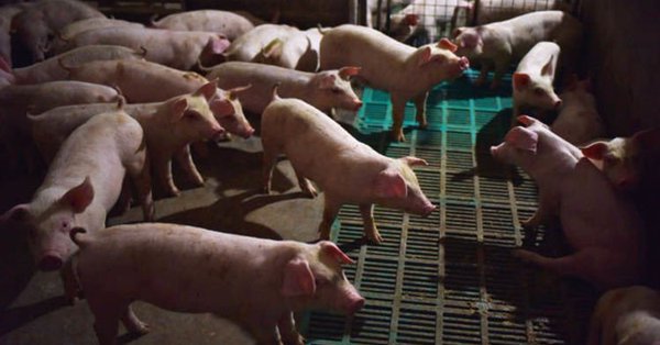 UPDATE 2-African swine fever found in animal feed raises China's contagion risk