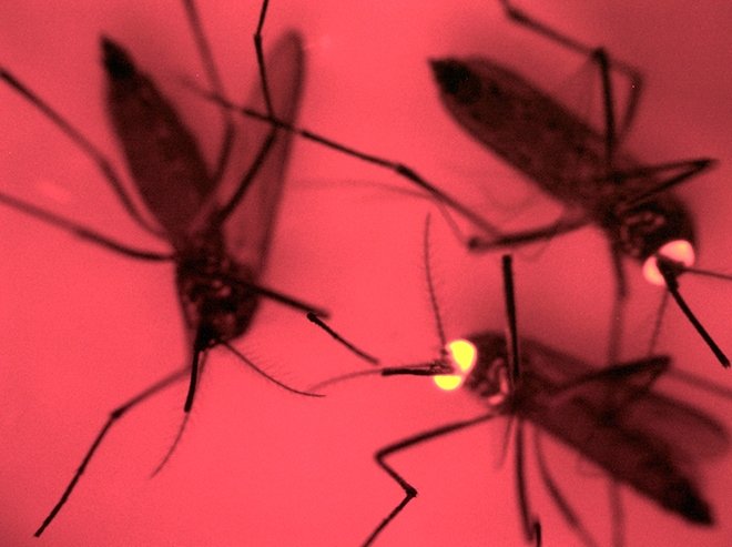 Zika virus: PMO wants report from Health Ministry on outbreak