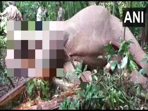 Elephant found dead in Bengal's Jhargram