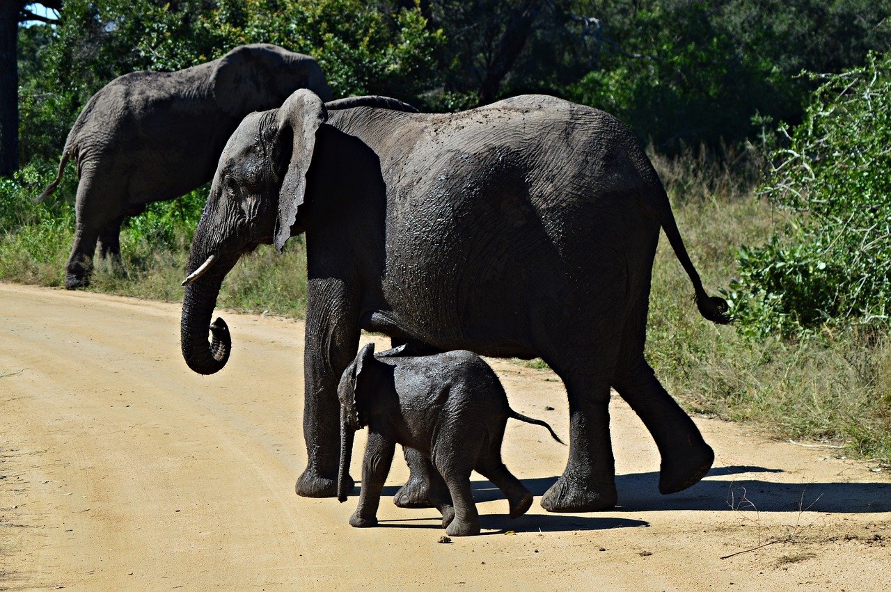 Bear elephants. Молодой слонёнок. Слон фото. Ходьба Слоником. Фото слонов молодых и старых.