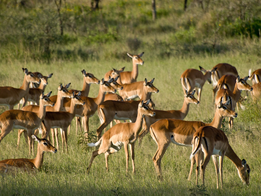 Zimbabwe moves 2,500 wild animals due to climate change