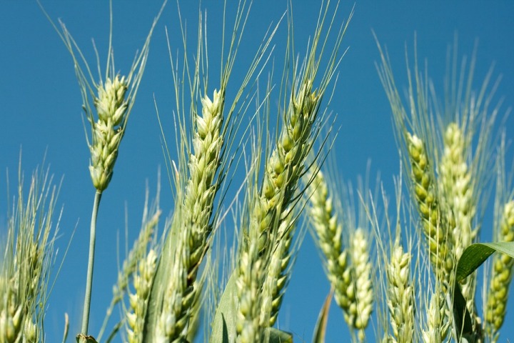 Central govt increases MSP of wheat by Rs 105/quintal
