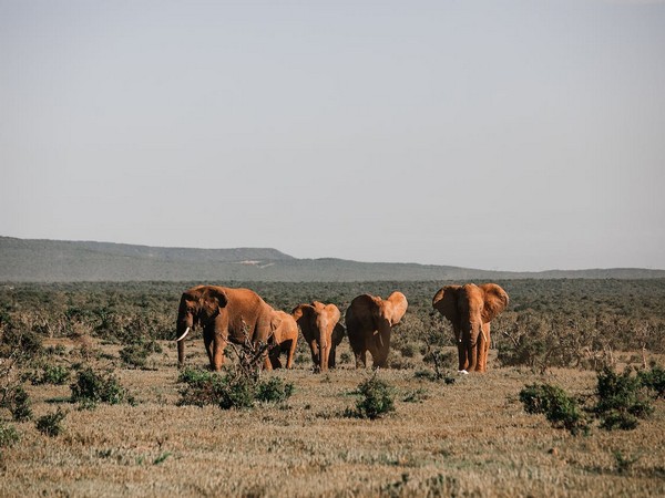 Structure of family groups gives animals incentive to help or harm their social group: Study