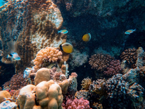 Researchers reveal changes in marine ecosystems going undetected