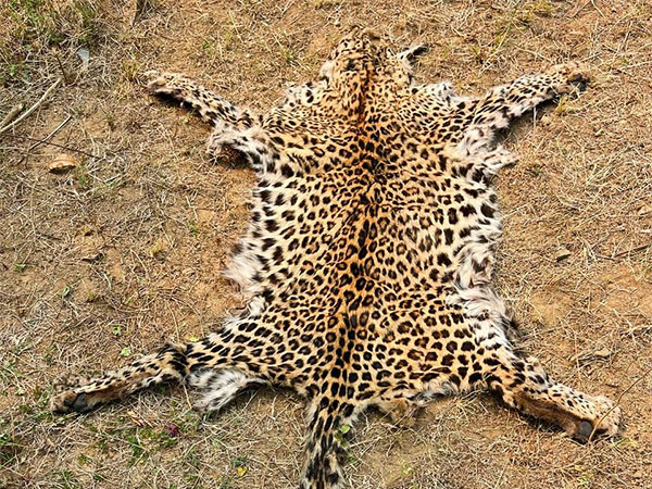 Man Sentenced for Leopard Skin Trafficking in Odisha