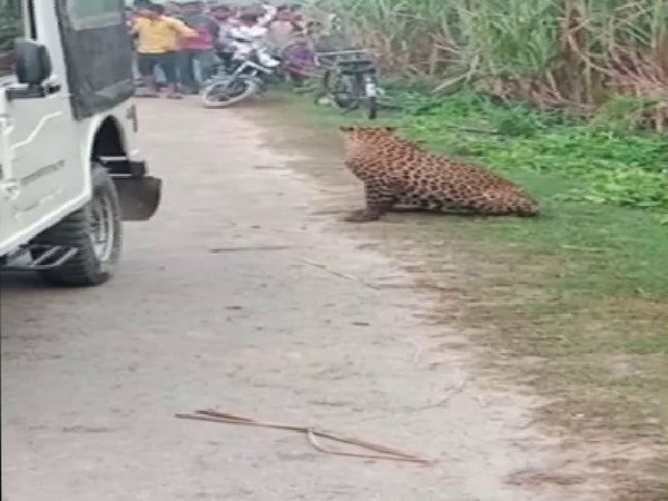 Leopard caught in Jammu, shifted to Manda zoo