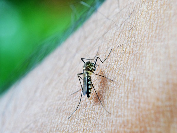 Health News Roundup: Paraguay braces for deadly Dengue fever outbreak and more