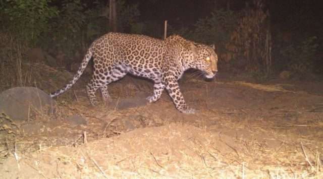Man eater leopard crosses to MP