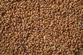 Wheat processors seek permission for imports under advance authorization scheme