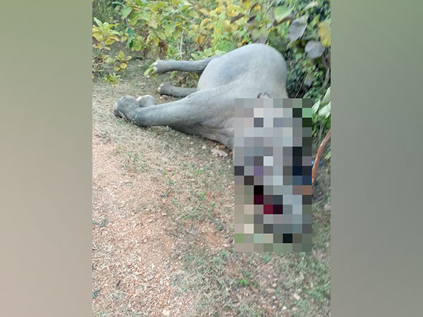 Elephant dies of electrocution in Chhattisgarh