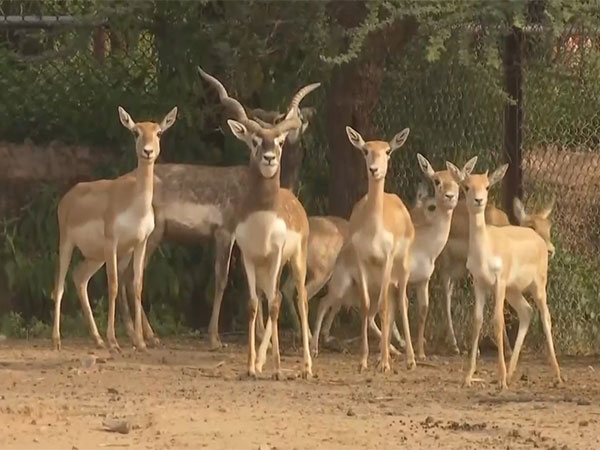 Warm Measures: Nahargarh Biological Park Shields Wildlife from Winter Chill