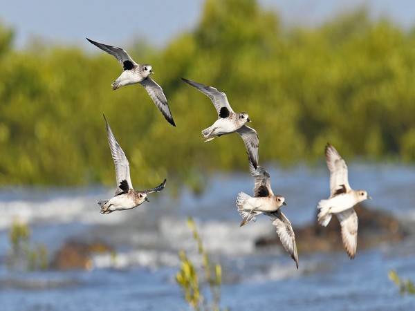 India's First Coastal Bird Census Marks a Milestone in Jamnagar