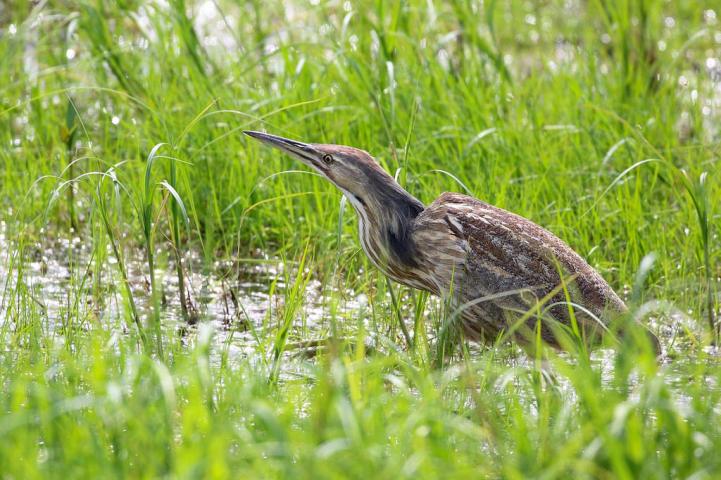 Department study shows bittern relies on wetlands to feed and breed in
