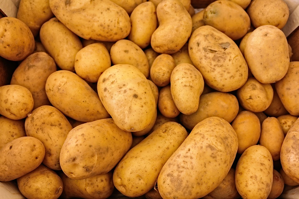 Punjab's potato growers stare at heavy losses due to low prices