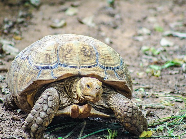 Star tortoise, soft shell turtles rescued in Telangana