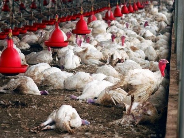 Dutch to cull around 102,000 chickens to contain bird flu