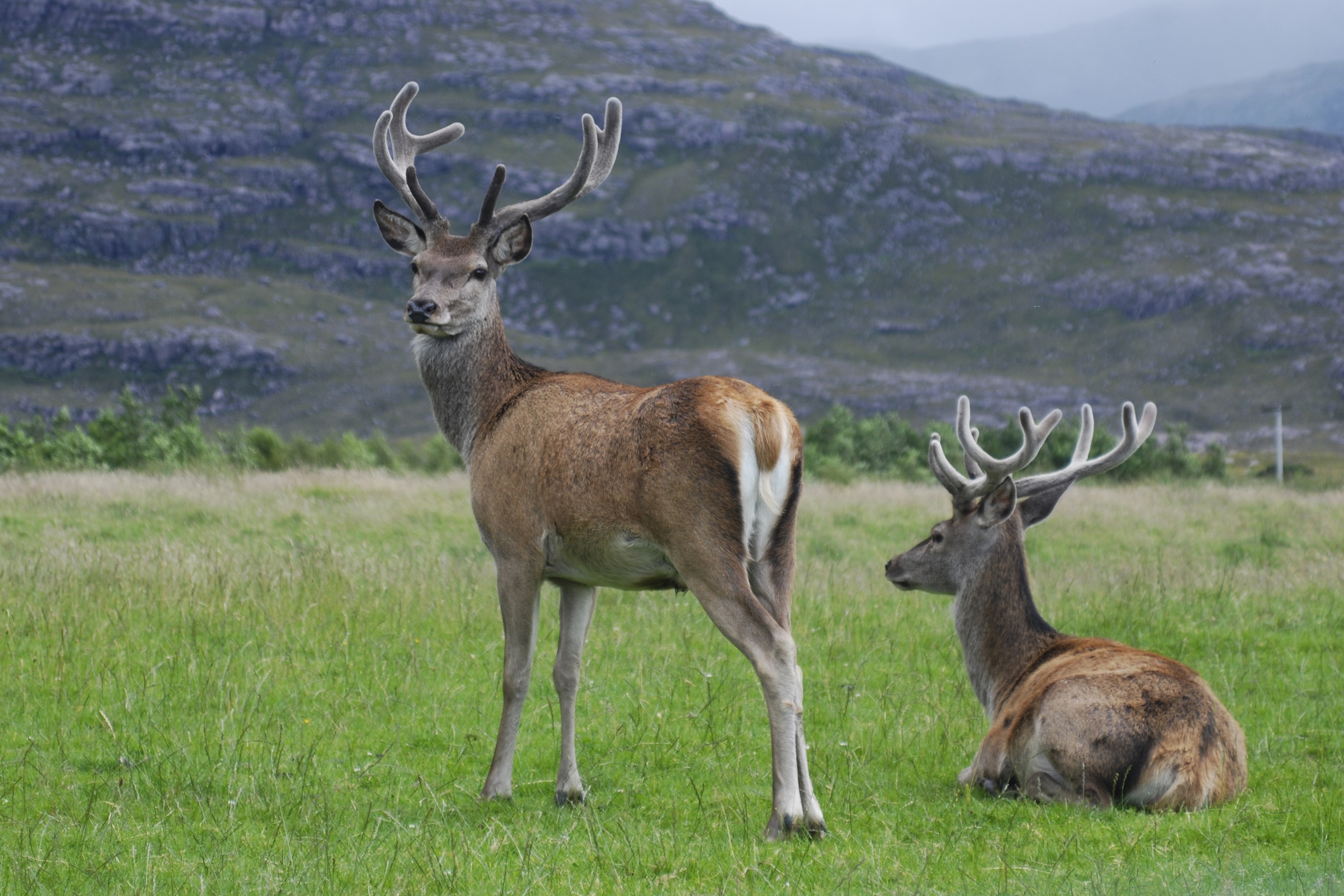 Herd of endangered Hangul sighted in Kashmir's Dachigam national park