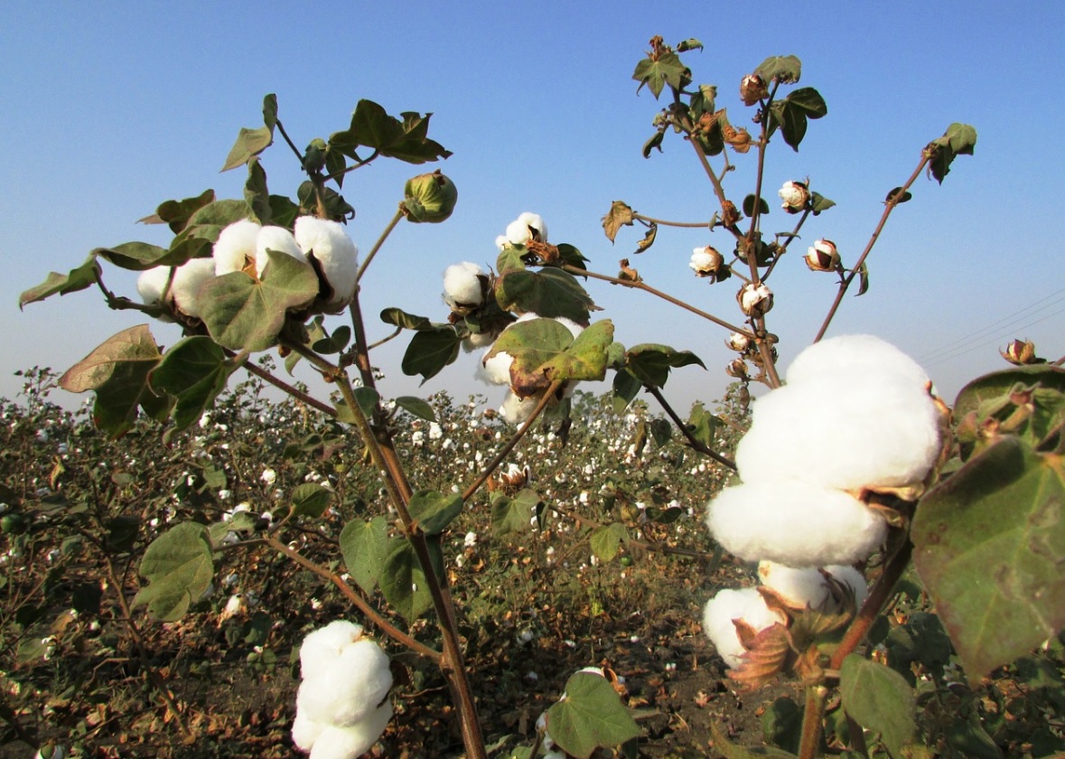 China cotton association to request waiver from import tariffs on U.S. uncombed cotton