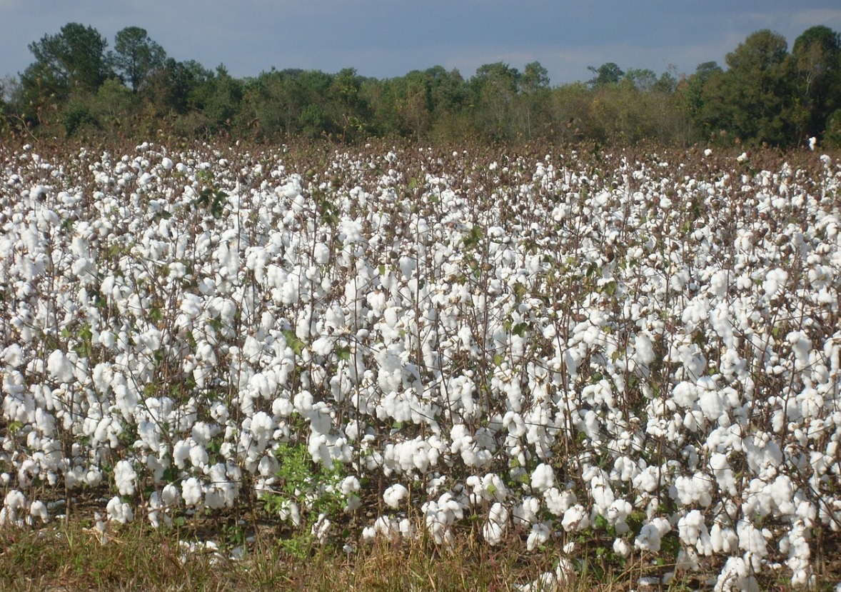 Developing new cotton varieties for better climate adaptation in Pakistan