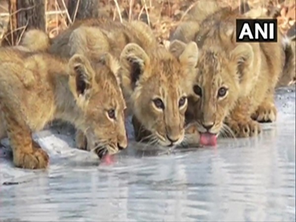 Javadekar elated after installation of 400 water points in Gujarat's Gir National Park