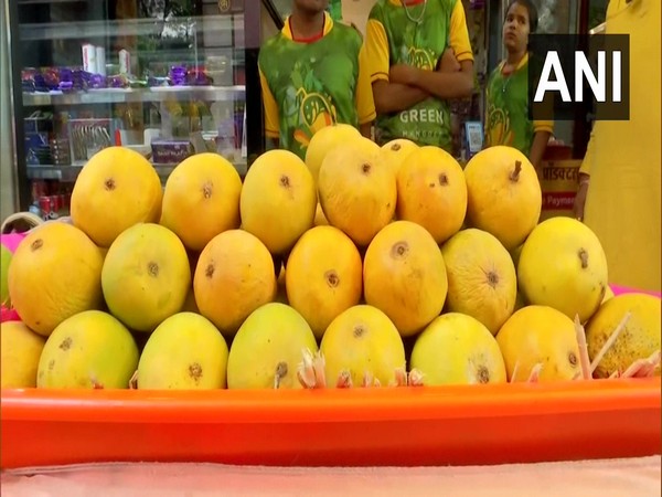 Alphonso mango season ends early due to environmental changes 