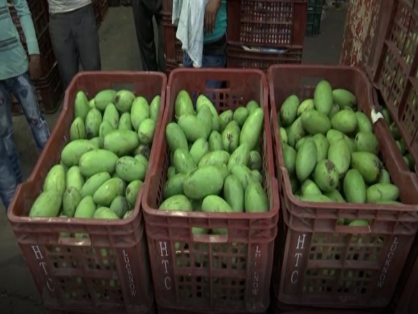 Malihabad's Dasheri mangoes make an appearance in Lucknow market