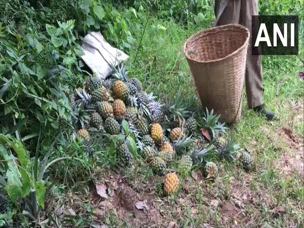Pineapple growers suffer loss in Agartala due to COVID-19 spread