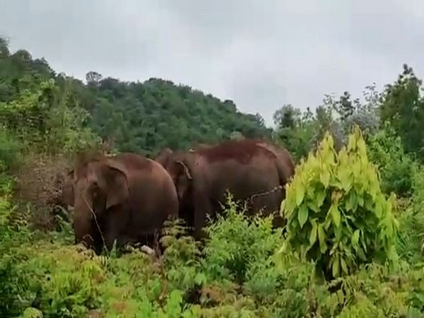 Chhattigarh: Man killed in elephant attack