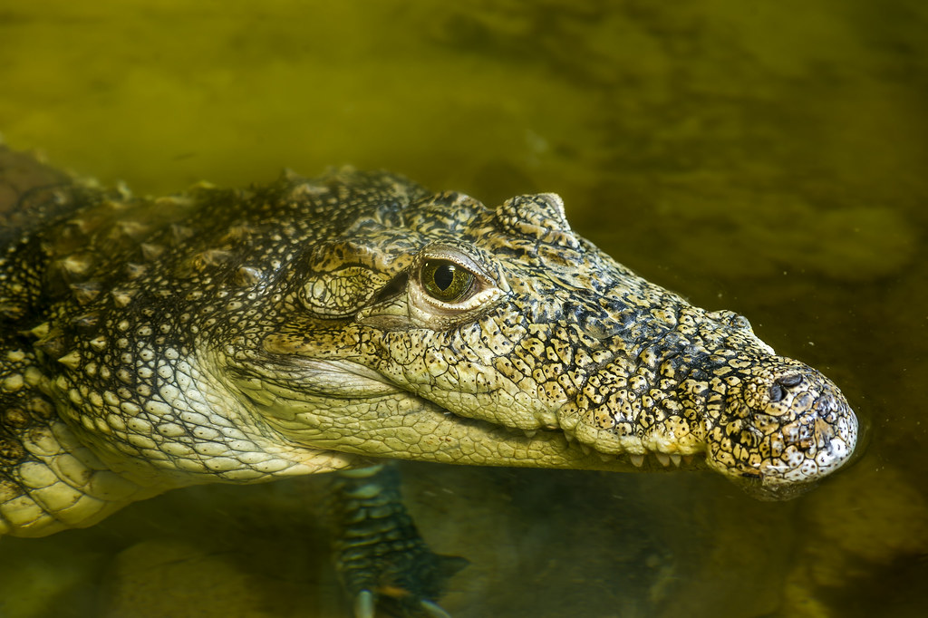 Odd News Roundup: In age-old ritual, Mexican mayor weds alligator to secure abundance
