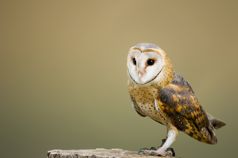 16 owl species commonly trafficked in illegal wildlife trade in country: WWF India