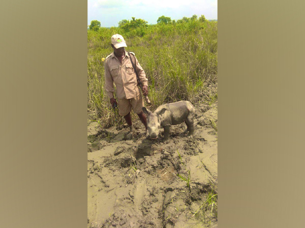 Assam floods: 3-4 days old Rhino calf rescued in Kaziranga National Park