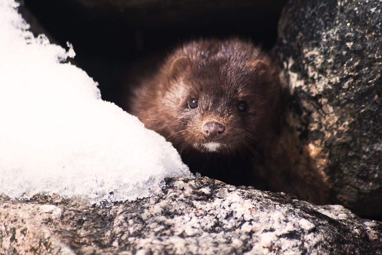 Danish government faces biggest crisis yet over illegal mink order