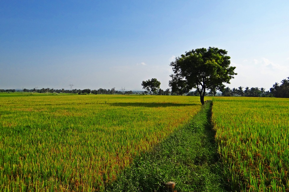 China's super hybrid rice output makes world record, average yield of 1,152.3 kg per mu