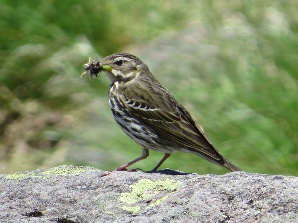 Curious Kids: how do birds make their nests?