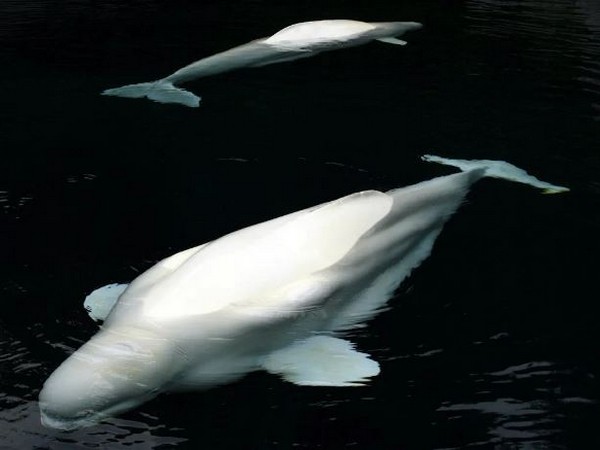 Mystery Deepens as Beluga Whale 'Hvaldimir', Dubbed as 'Russian Spy', Found Dead in Norway