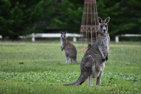 Odd News Roundup: Australian carer mothers orphaned kangaroos back to health; Israelis offered drinks on the house with their vaccine and more 