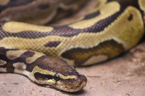 8-foot-long python swallows goat in Jharkhand’s tiger reserve, rescued