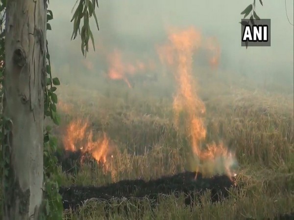 Haryana: 133 farmers penalised for burning stubble in Kaithal